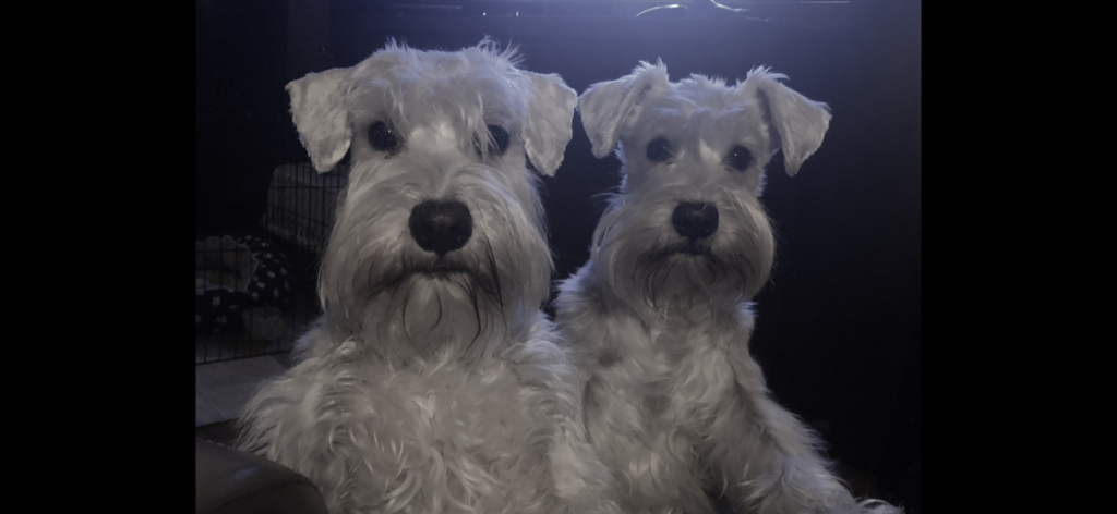 Við ræktum Miniture Schnauzer