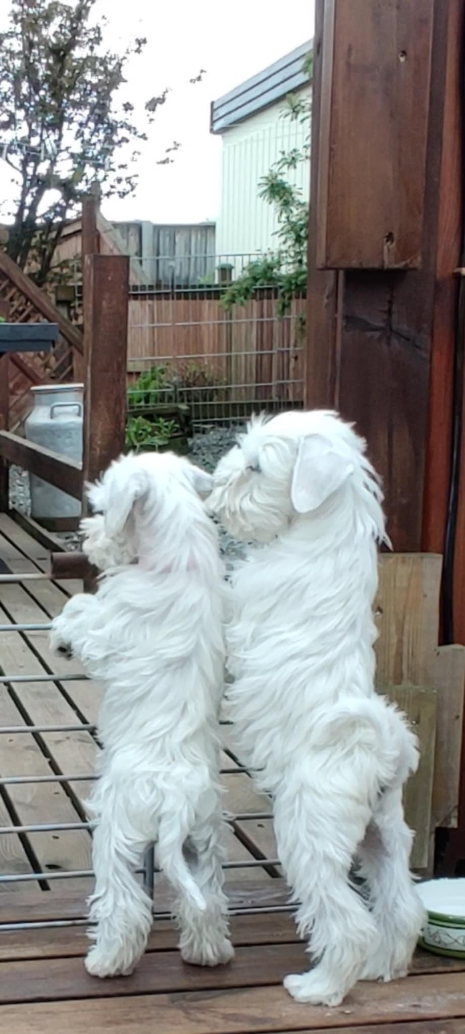 Dverg Schnauzer