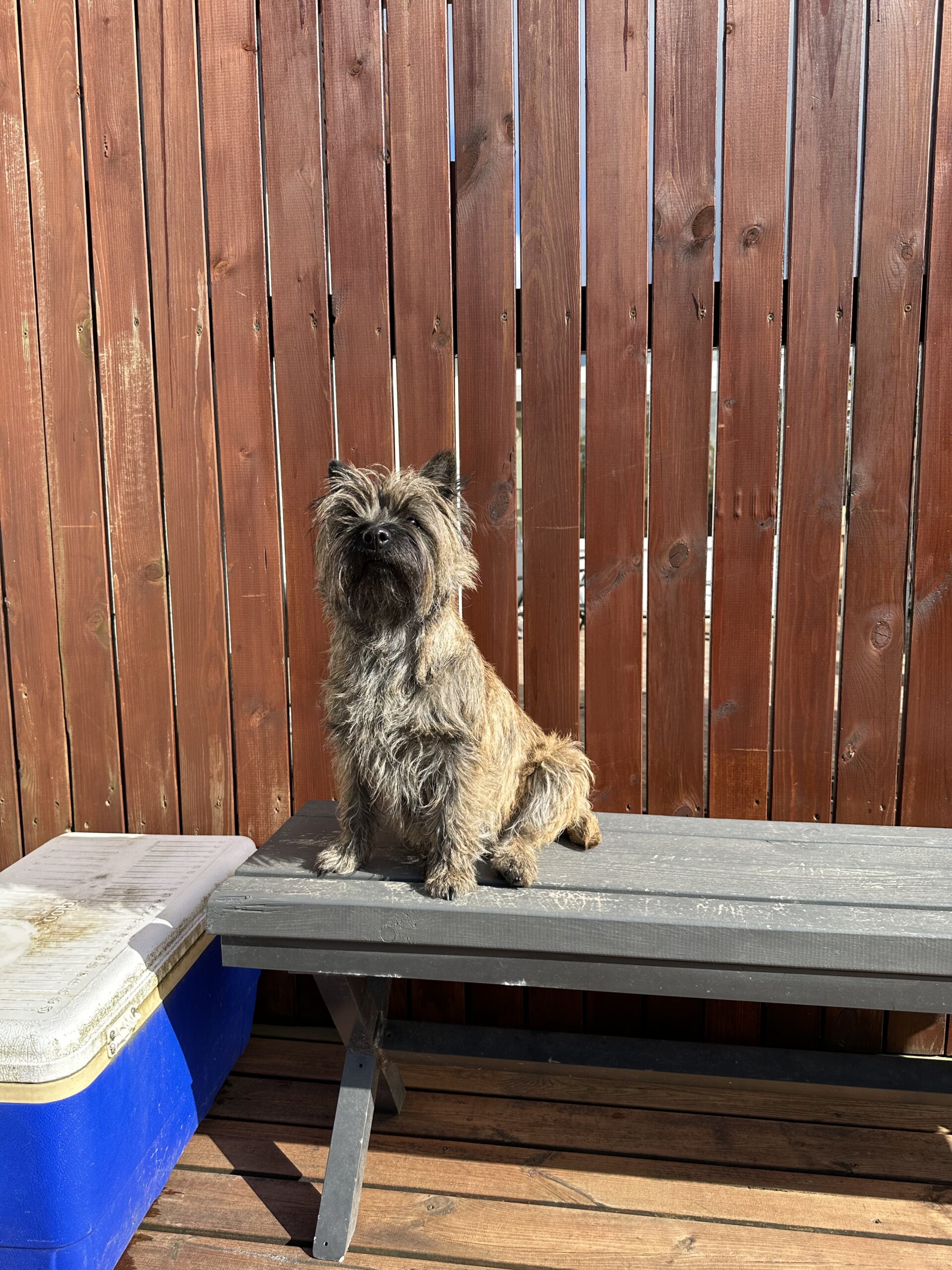 Cairn Terrier